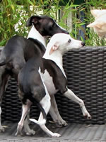 Draco & Newme, About Time Italian Greyhound Puppies in Verona Italy!